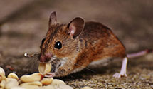 24 Hour & Emergency Exterminators in Florence, NE